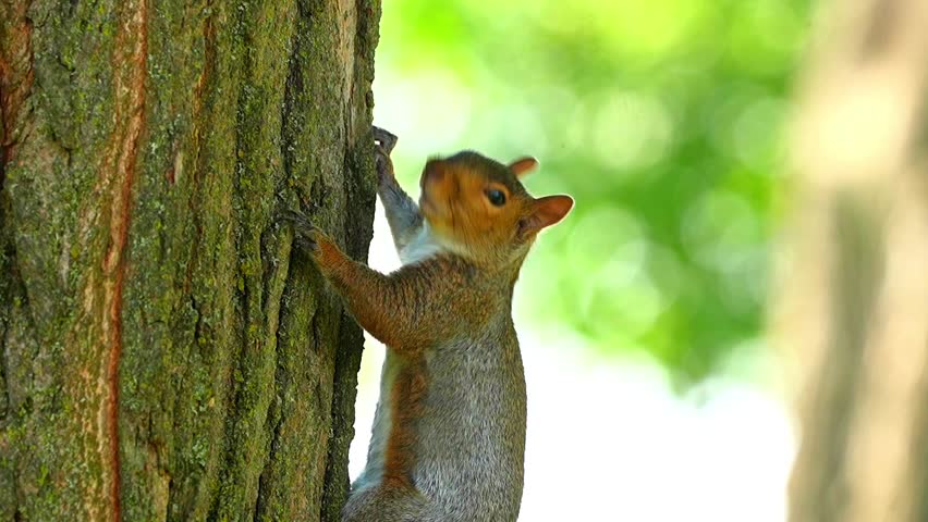 Eastern Gray Squirrel Climbing Down Tree Trunk 120fps Slow Motion Footage