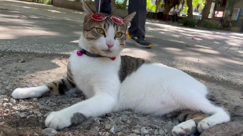 4k footage of cute cat wearing pink glasses relaxing on the gravel ground, a cat looking around 
