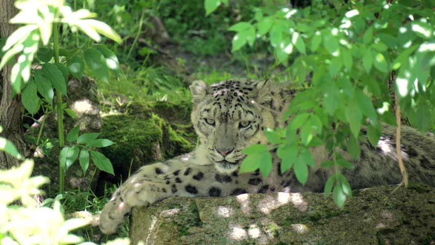 A snow leopard resting on a rock surrounded by greenery on a sunny day