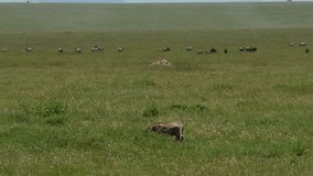 Cheetah walking in a grassy plain looking for a prey to hunt on a sunny day in Serengeti National Park in Tanzania - Powered by Shutterstock - Get 15% off with code: PIKWIZARD15