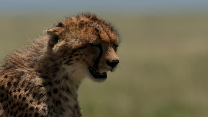 A closeup footage of a cheetah sitting in a plain waiting for the hunt on a sunny day in Serengeti National Park in Tanzania