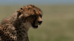 A closeup footage of a cheetah sitting in a plain waiting for the hunt on a sunny day in Serengeti National Park in Tanzania - Powered by Shutterstock - Get 15% off with code: PIKWIZARD15