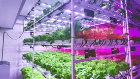 A modern indoor garden featuring vertically arranged plants illuminated by ultraviolet vibrant LED grow lights. Science for food security and sustainable concept. Slow motion 4k video - Powered by Shutterstock - Get 15% off with code: PIKWIZARD15