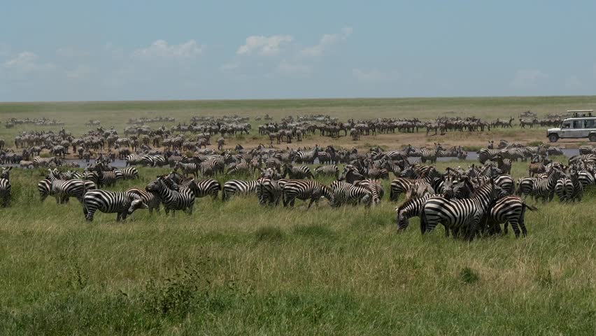 A herd of zebras resting in a plain during the great annual migration, on a sunny day in Serengeti National Park in Tanzania