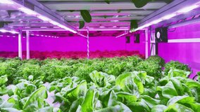 A vibrant indoor farming setup showcases lush lettuce vegetables under ultraviolet pink LED lights, highlighting modern sustainable agriculture. Science for food security concept. Slow motion 4k video - Powered by Shutterstock - Get 15% off with code: PIKWIZARD15