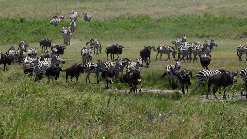 Zebras and wildebeests walking in a grassy plain during the great annual migration, on a sunny day in Serengeti National Park in Tanzania