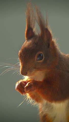A closeup vertical footage of an Eurasian red squirrel eating nut on a sunny day, with blurred background