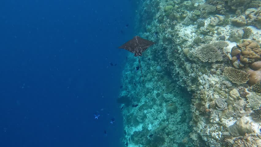 An ocellated eagle-ray fish swimming around the colorful corals in the Indian Ocean near Ellaidhoo island in the Maldives