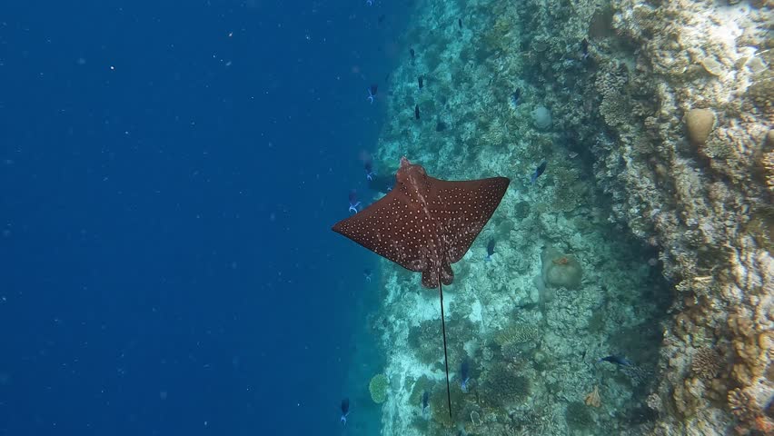 An ocellated eagle-ray fish swimming around the colorful corals in the Indian Ocean near Ellaidhoo island in the Maldives