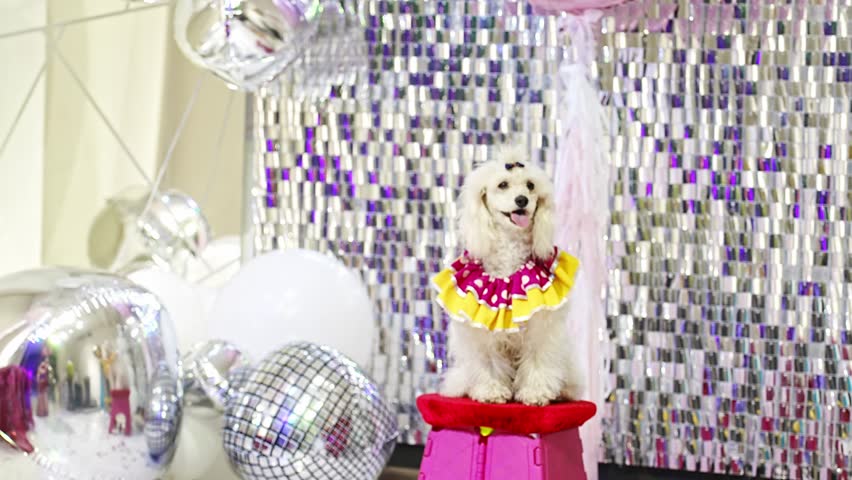 Cute trained dog white poodle in stage costume on a chair at a circus performance. performance with trained animals.