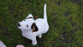Funny adorable dog Jack Russell terrier puppy happily wags its tail sitting on grass outdoors. Playful puppy. Cute unusual color dog - Powered by Shutterstock - Get 15% off with code: PIKWIZARD15