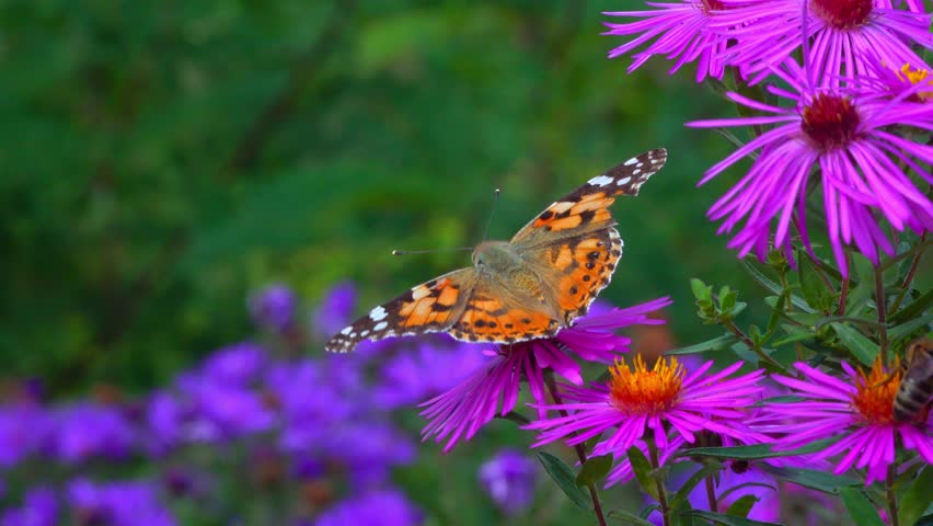 Butterfly painted lady Vanessa cardui collects nectar from autumn flowers Aster in the garden
