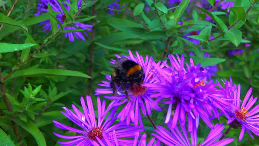 Large bumblebee Bombus collects nectar on flowers of an ornamental aster in a garden, Ukraine