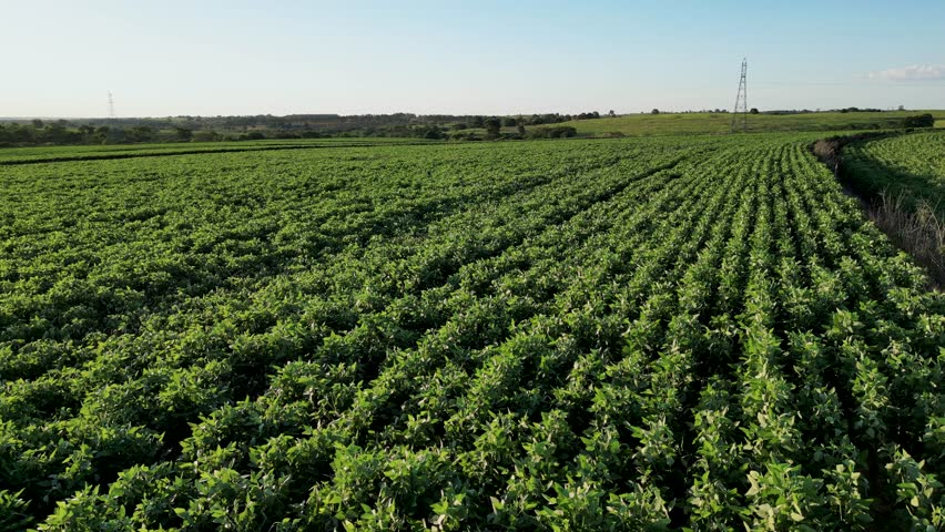 flying close to a green soybean plantation during the season in a sunny day - Agriculture region of Sao Paulo's countryside - Brazil