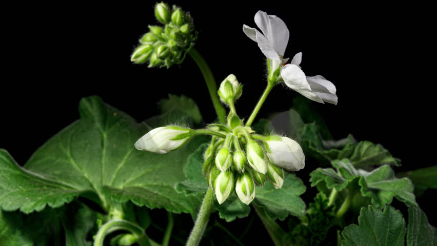 White Pelargonium Flowers Blooming in Time Lapse on a Green Leaves Background. Beautiful Geranium Blossoms Video