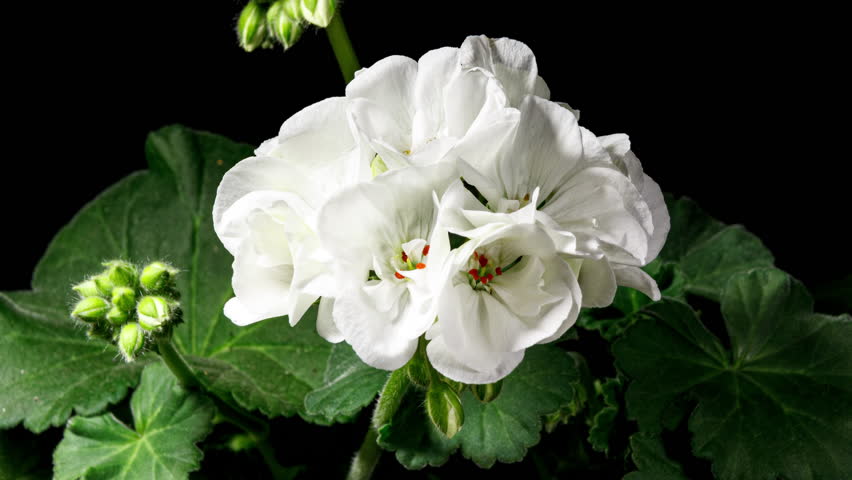 White Pelargonium Flowers Blooming in Time Lapse on a Green Leaves Background. Beautiful Geranium Blossoms Video