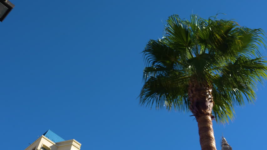 Drive by palm trees in Las Vegas blue sky