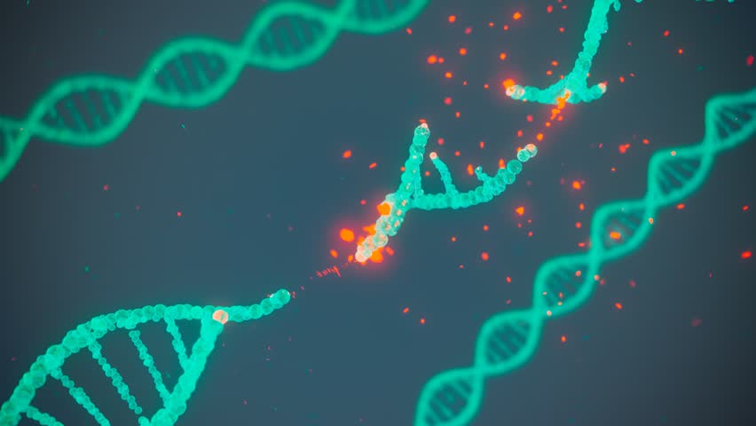 Animation of breaking DNA double helix. Concept of molecular structure of human cell. Biotechnology research of the genetic mutations. Perfect for healthcare and medicine purposes. CGI render 4K