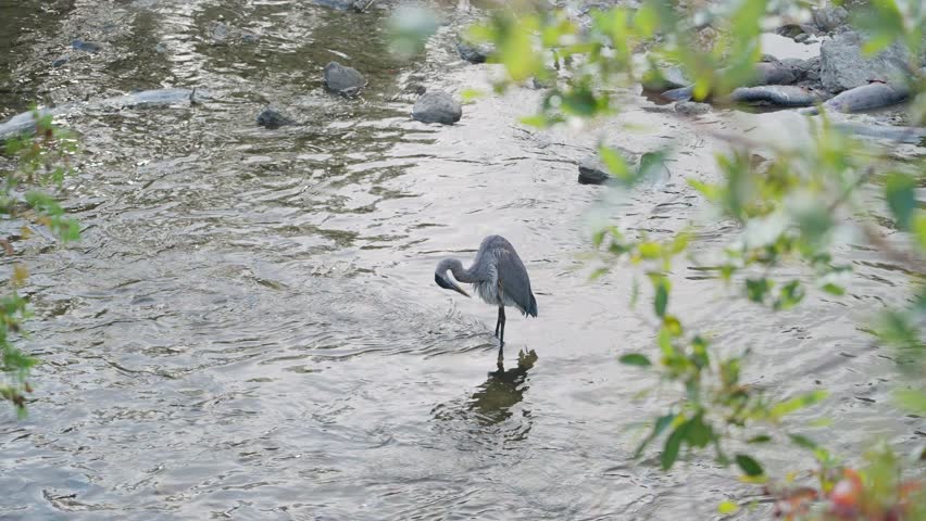 A heron stands in a shallow stream surrounded by greenery in a peaceful nature setting