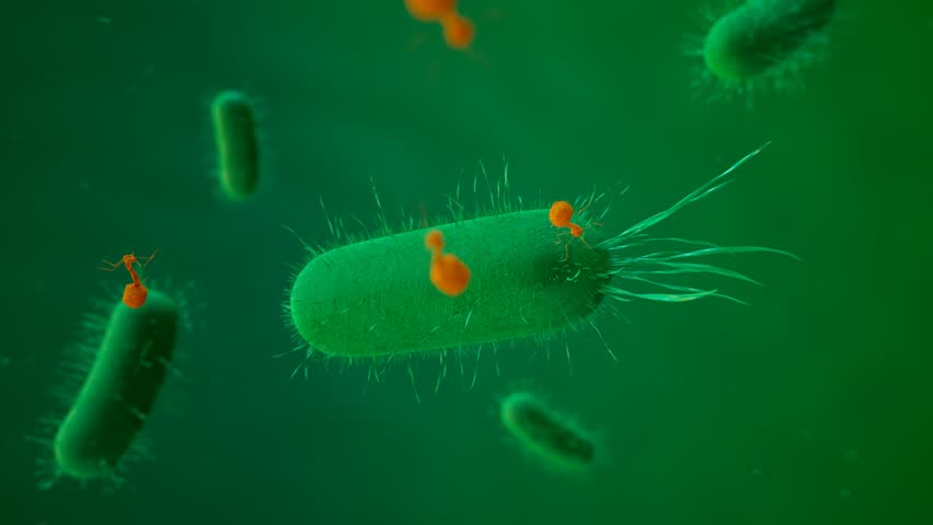 Animation with bacteriophages attacking bacteria cells. Perfect for medical and healthcare purposes. High-scale magnification. Molecular structure of a living organism. Render 4K