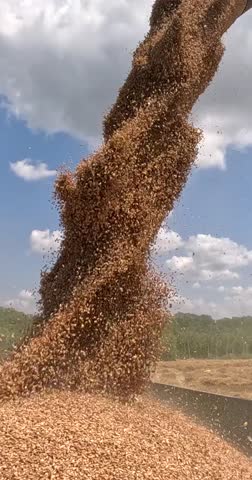 Combine harvester transferring freshly harvested wheat to tractor-trailer for transport to the silo, in background blue sky with clouds on beautiful sunny day