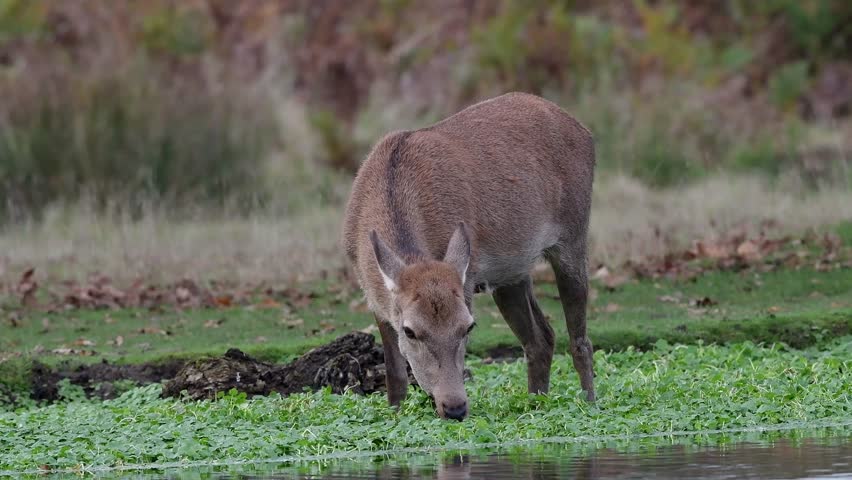 Deer enjoying the lush greens growing in the pond