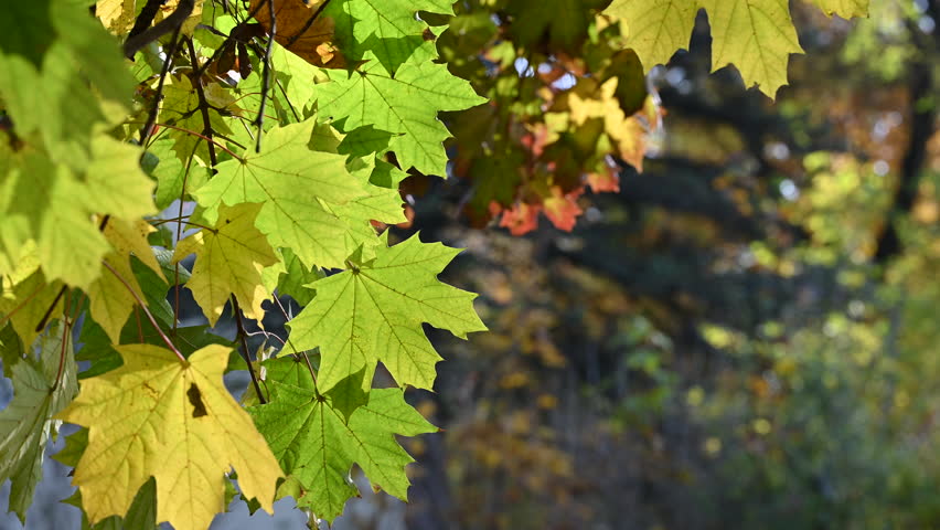 Green and Yellow Maple Leaves in Early Autumn Sunlight