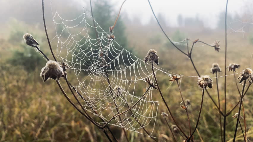 Spider web is a stock video that features stunning pan right footage of a spider web on a field. This 4K video clip can be used as an establishing shot in your next documentary, movie, etc...