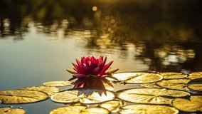 Floating Lily Pads With Blooming Water Lily Flowers In A Pond. Timelapse - Powered by Shutterstock - Get 15% off with code: PIKWIZARD15