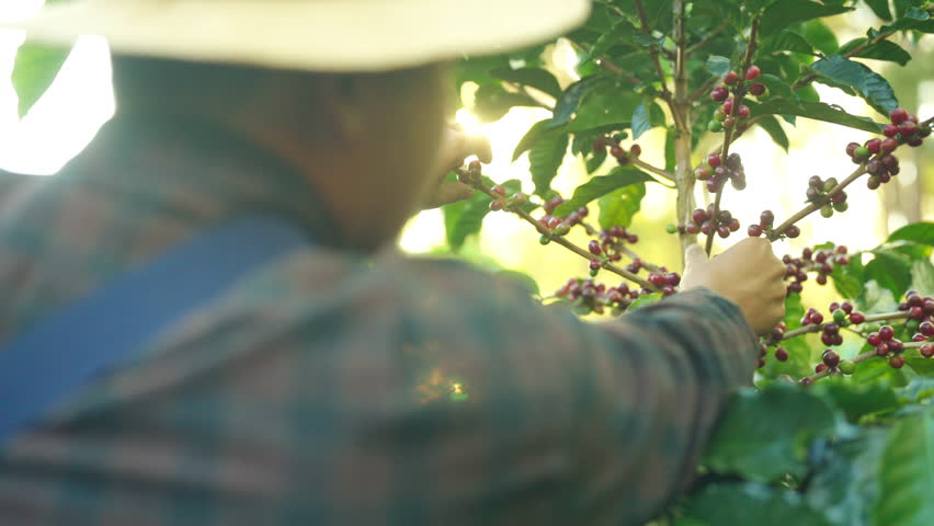 Coffee plantation cultivation, Coffee bean business industry. Asian farmer, farm worker working, harvesting and picking ripe organic Arabica coffee cherries beans at agriculture field on the mountain.