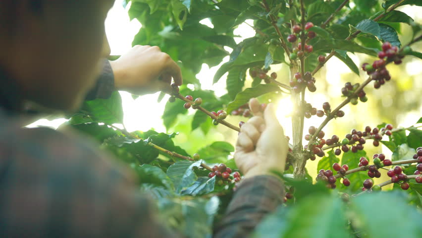 Coffee plantation cultivation, Coffee bean business industry. Asian farmer, farm worker working, harvesting and picking ripe organic Arabica coffee cherries beans at agriculture field on the mountain.