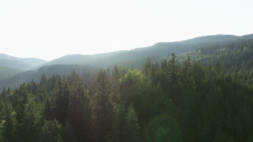 Sunlight bathes a lush green forest with distant rolling hills in the background
