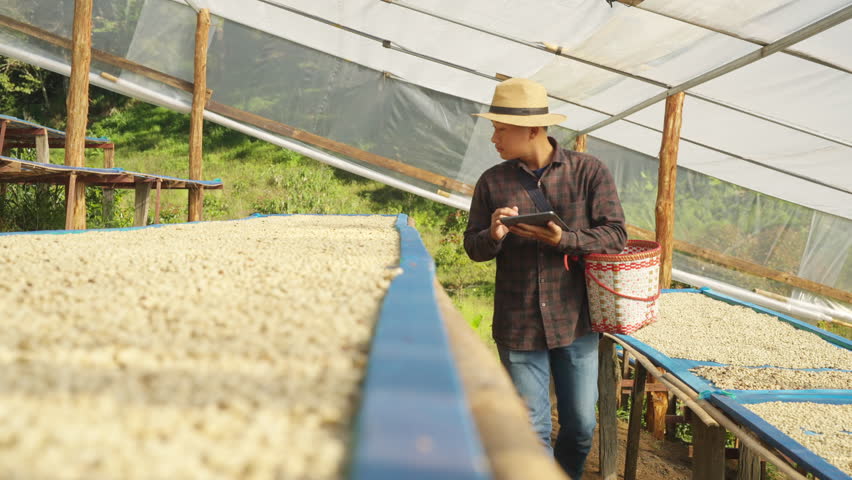 Asian man farmer drying raw coffee beans in the sun. Farm owner using digital tablet inspect quality of dried organic arabica coffee bean in greenhouse. Food and drink industry and technology concept