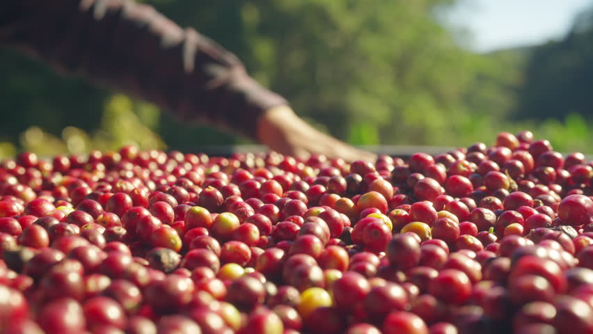 Coffee plantation cultivation, Coffee bean business industry. Asian farmer, farm worker working, cleaning and washing ripe organic Arabica coffee cherries beans at agriculture field on the mountain.