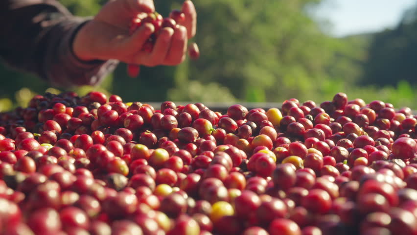 Coffee plantation cultivation, Coffee bean business industry. Asian farmer, farm worker working, cleaning and washing ripe organic Arabica coffee cherries beans at agriculture field on the mountain.