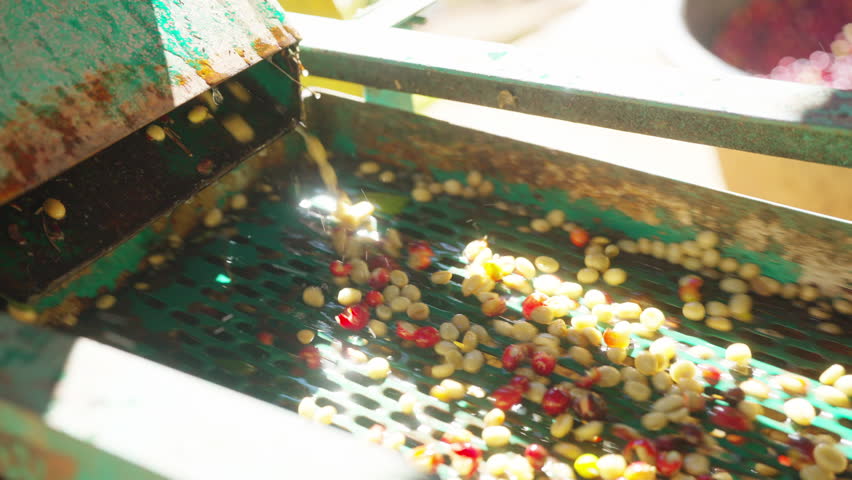Coffee plantation cultivation, Coffee bean business industry. Asian farmer, farm worker cleaning and removing ripe organic Arabica coffee cherries beans shell in shelling machine at agriculture field.