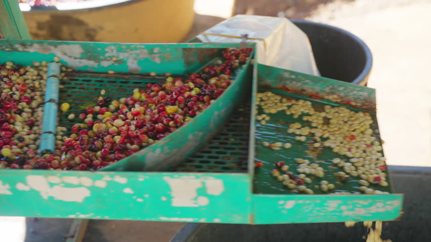 Coffee plantation cultivation, Coffee bean business industry. Asian farmer, farm worker cleaning and removing ripe organic Arabica coffee cherries beans shell in shelling machine at agriculture field.