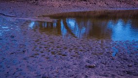 Water gradually rises over a muddy ground reflecting trees on a calm day - Powered by Shutterstock - Get 15% off with code: PIKWIZARD15