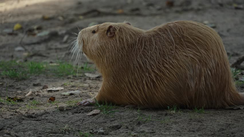 A close up of a brown nutria chewing food and wiggling its whiskers before walking away. The animal is also called coypu, water rat, semiaquatic rodent, or myocastor coypus
