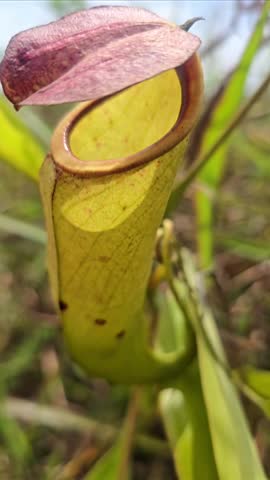 Pitcher plants are carnivorous plants that are found in tropical and subtropical regions around the world.