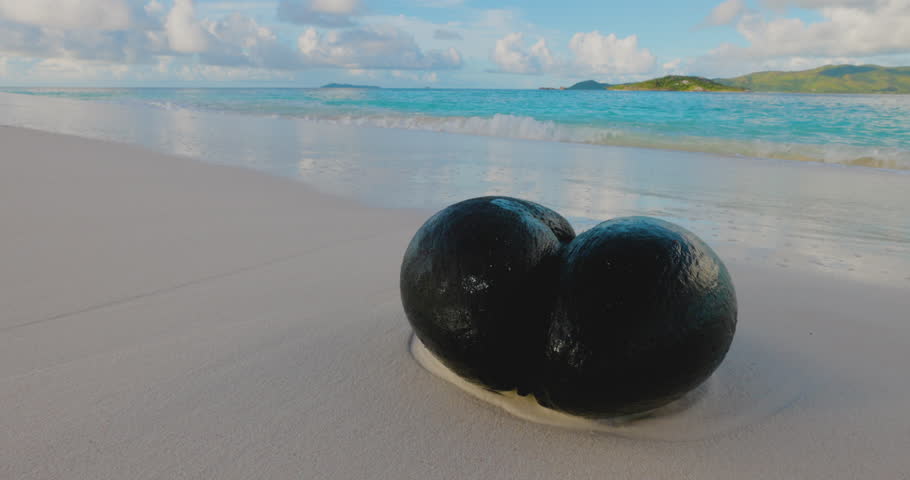 The Coco de mer or sea coconut. Largest seed in plant kingdom.  Endemic to the islands of Praslin, lies at the water's edge