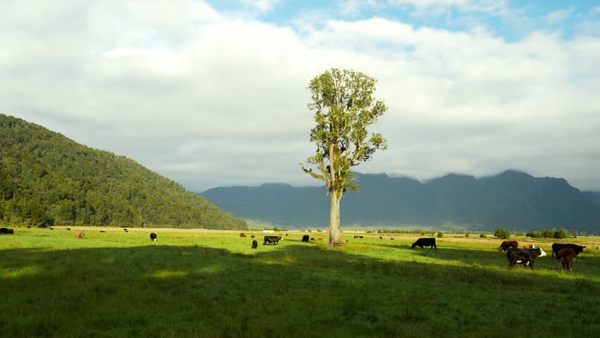 Cows graze in a lush green meadow near Lake Matheson under a cloudy blue sky with mountains in view