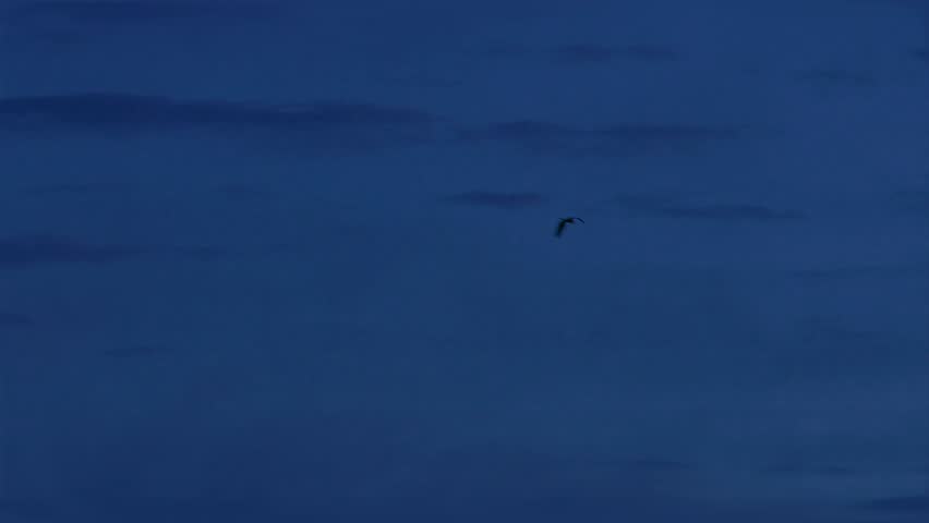 Wild bird flying in the blue night sky