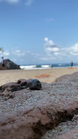 A hermit crab walks on a beach rock