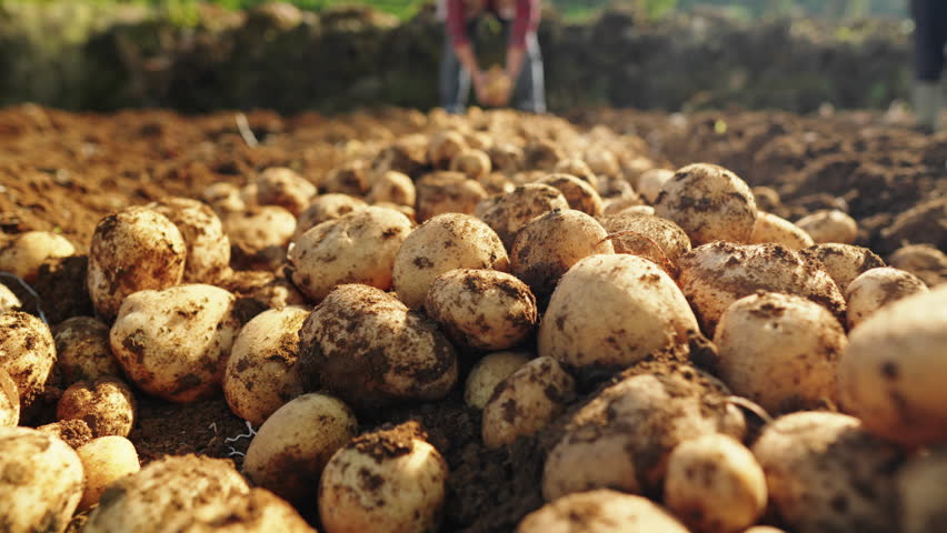 Close-up of a pile of fresh potatoes covered in soil after being harvested. Fresh potatoes in the field, agricultural product, organic potatoes harvest.