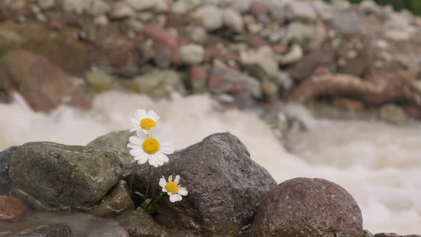 White daisy growing in stones on background of river stream in mountain valley.