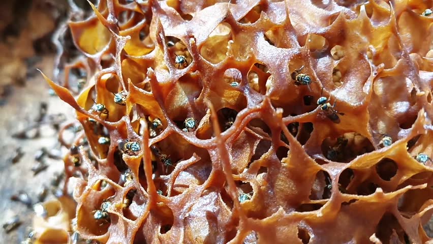 The state of the stingless bee hive shows worker bees carefully tending to the brood cells, ensuring the survival of their population and preventing their habitat from becoming endangered.