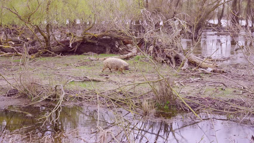 Feral pigs (boar-pig hybrid) running through the floodplain forest at Danube delta, Slow motion