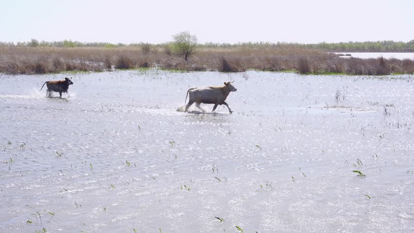 Semi-wild cows running along the floodplain river valley at Danube delta, Slow motion
