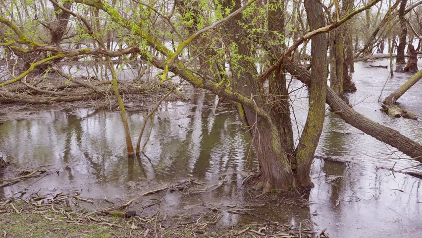 Panorama, Flooded trees during floods in the river delta, Slow motion. Landscape with floodplain forest